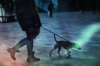 Stad van de honden