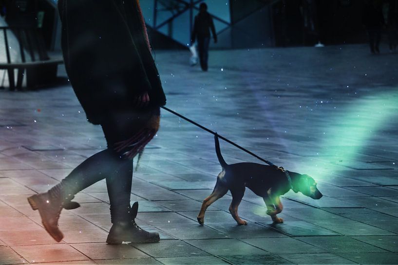 Stad van de honden par Stijn Dings