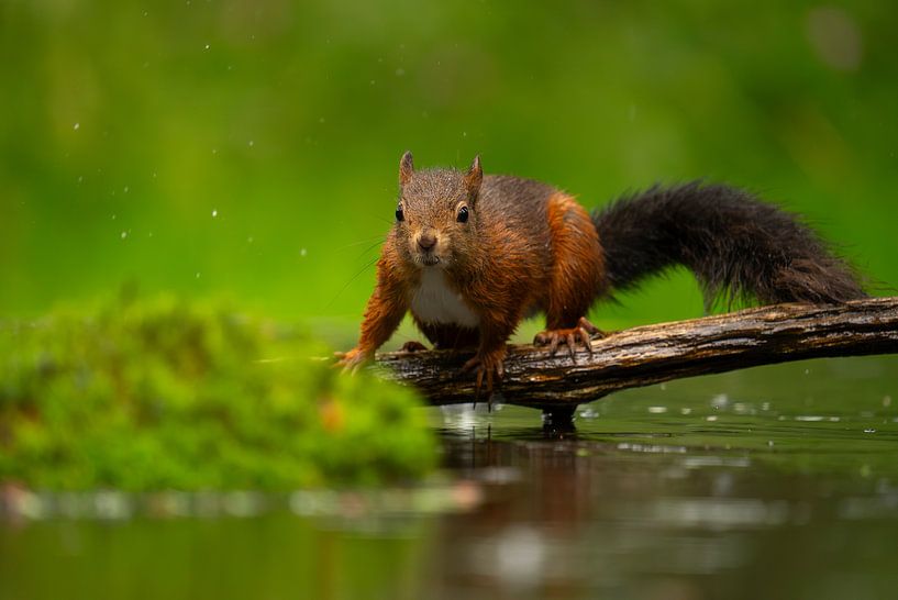 Das rote Eichhörnchen von Kevin Ike