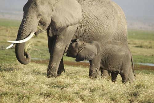 baby olifantje drinkt bij mama