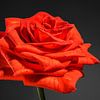 Oranje, rode roos van Nicole Jagerman