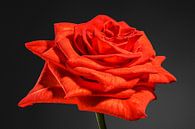 Oranje, rode roos van Nicole Jagerman thumbnail