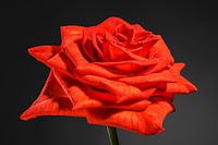 Orange, red rose