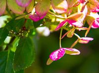 Hortensia