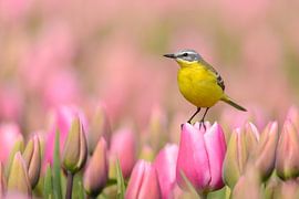Yellow Wagtail on Tulips