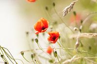 Mohnblumen