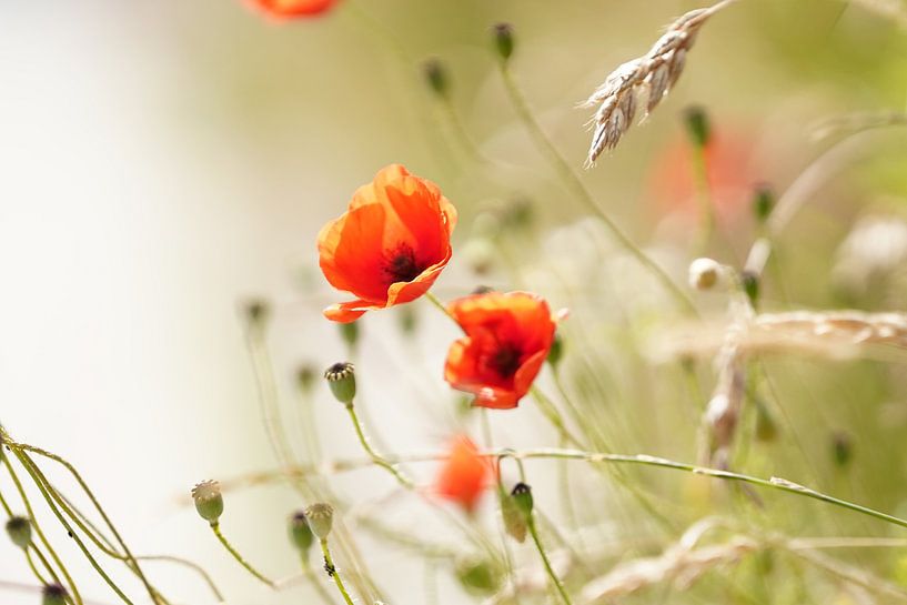 poppies by Johan Wolfard