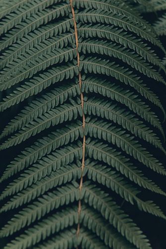 The Artfulness of Nature Revealed