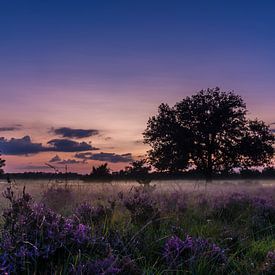 Zonsondergang boven de paarse heide von Bertram Bergink