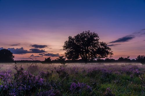 Zonsondergang boven de paarse heide
