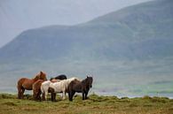 IJslandse Paard von Menno Schaefer Miniaturansicht