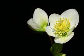 Christrose vor dunklem Hintergrund von Ulrike Leone
