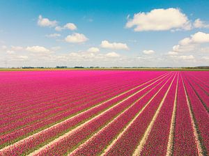 Tulpen groeien in de lente in het veld van Sjoerd van der Wal Fotografie