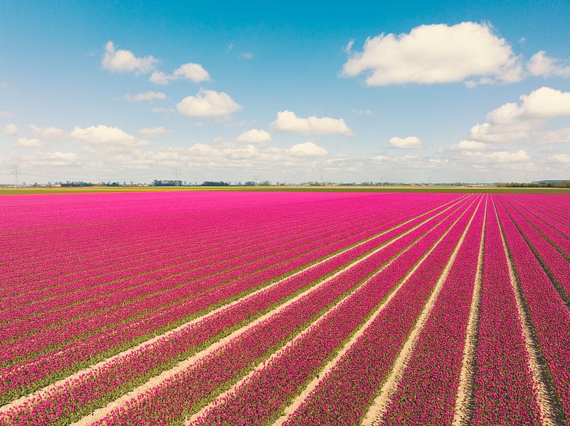 Tulips growing in agricutlural fields during springtime by Sjoerd van der Wal Photography