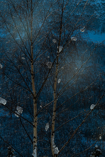 Birch trees in blue winter light – Norwegian nature photography