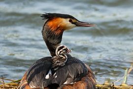 Grebe with young by Anjella Buckens