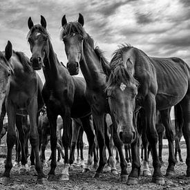 cinq chevaux curieux sur jan van de ven