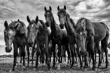 fünf neugierige Pferde