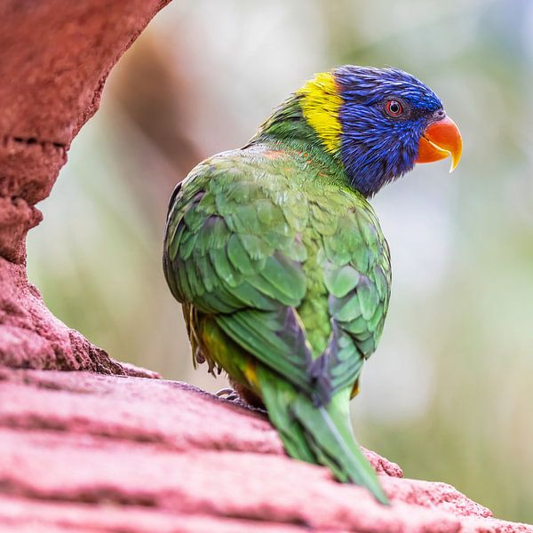 Lori of the Blue Mountains by FotoSynthese