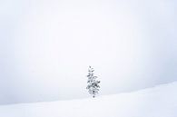 Winterboom II van Sam Mannaerts thumbnail