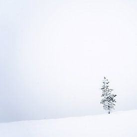 Winterboom II van Sam Mannaerts