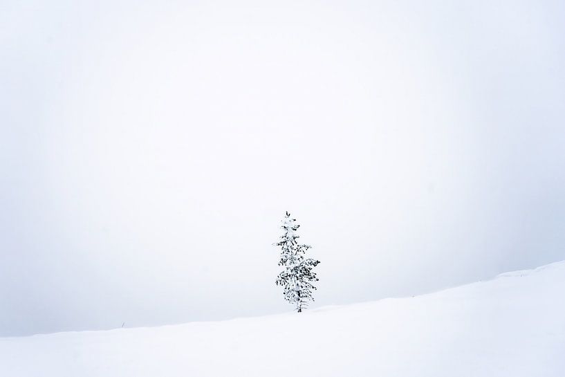 Winterboom II van Sam Mannaerts