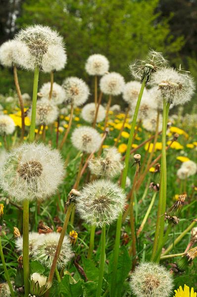 A feast of fluff by Corinne Welp