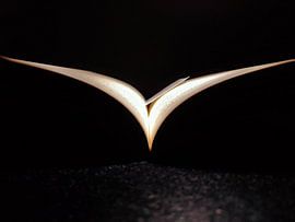 La mouette du livre sur Nuran Varli