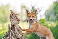 Red fox with prey