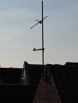 Bird on antenna during sunset