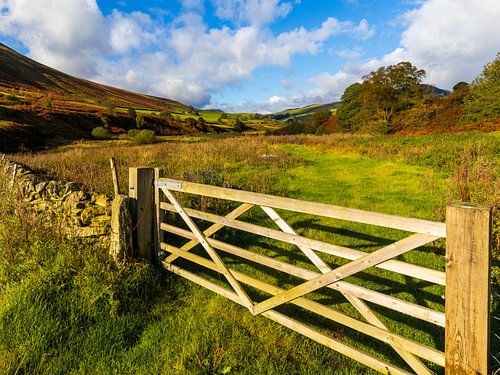 Engels vee landschap voor schapen