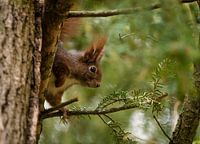 A European squirrel in a tree in Jena, Germany