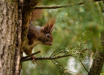 Een Europese eekhoorn in een boom in Jena, Duitsland van Wolfgang Unger