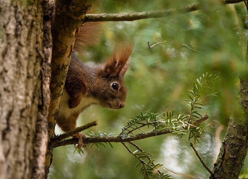 Un écureuil européen dans un arbre à Iéna par Wolfgang Unger