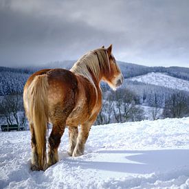 Horse in the snow by Björn Jeurgens