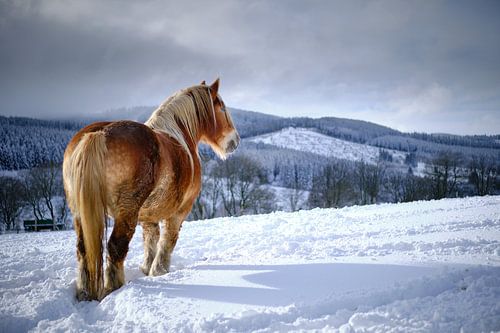 Horse in the snow by Björn Jeurgens