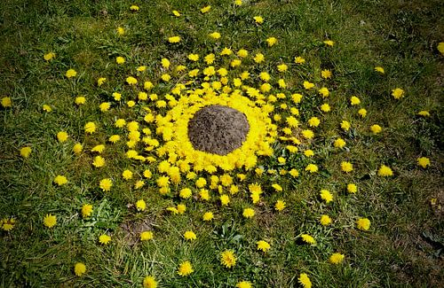 Surprise pour Mme Mol