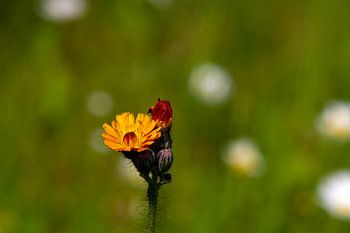 Orangefarbene Blüte auf der Wiese