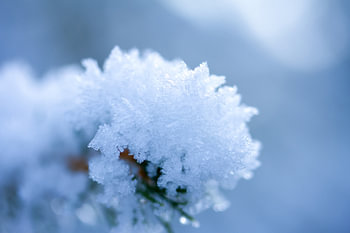 Makroaufnahme, Natur im Winter