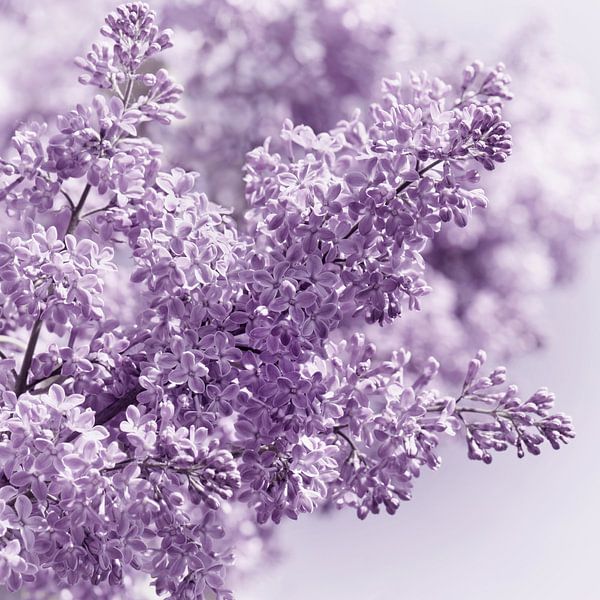Lilac by Violetta Honkisz