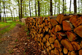 Une corde de bois en forêt sur Claude Laprise