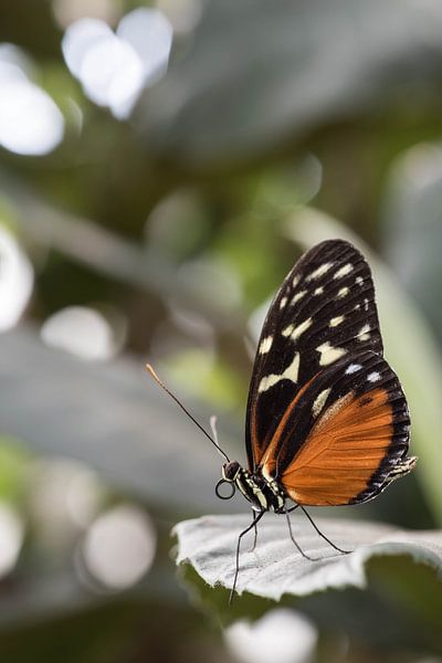 Vlinder op blad von Kristel van de Laar