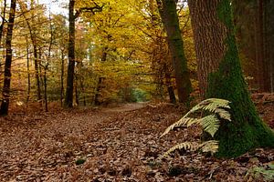 Herbstlicher Wald von John Leeninga