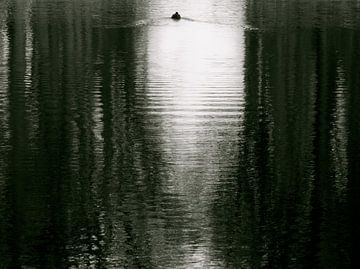 Lonely swimmer sur Mirakels Kiekje