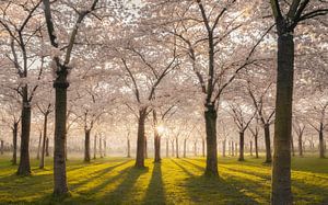 Bloesempark wit Amstelveen