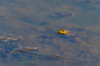 In einem See schwimmt ein Frosch ruhig mit dem Kopf aus dem Wasser