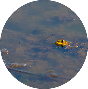 In een meer zwemt een kikker rustig met zijn kop uit het water van Matthias Korn