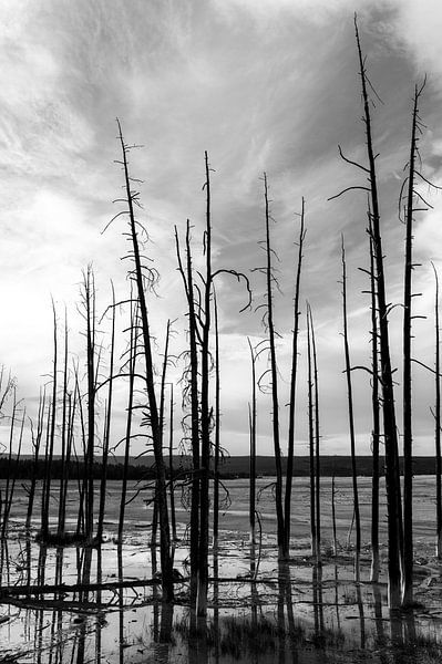 Bomen by Lieke Doorenbosch