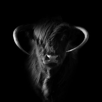 Schotse hooglander in zwart-wit donker van Marco Leeggangers
