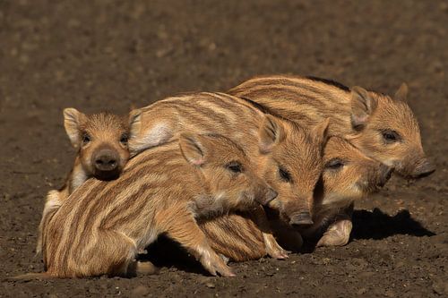 jonge wilde zwijnen